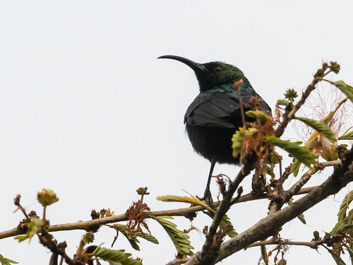 rwanda bronzesunbirdnectariniakilimensis oiseaux bird lake kivu gisenyi nature westernprovince rw