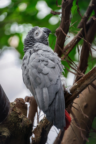 Curated visual reference: Picture Idea: African Grey Parrot National Aviary Pittsburgh Pa