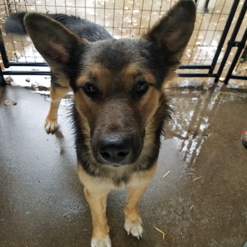 Fwd: Monster | by coppersdreamrescue