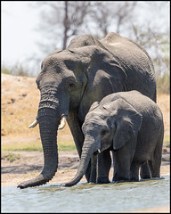 Mother and Baby African Bush Elephant
