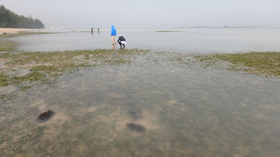 Living seagrass meadows at Changi