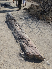 106 DSC09442c Petrified Forest National Heritage Site, Namibia 2017 10 29