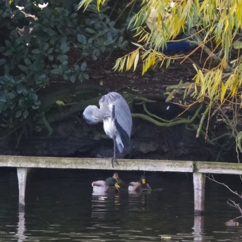 Standing on one leg: heron, West Park