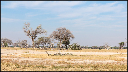hwangenationalpark landscape matabelelandnorthprovince zimbabwe zw