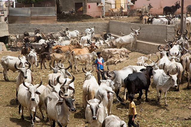 Cattle in Bhuj, India.