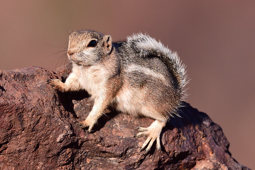 Alert Ground Squirrel | by MarkYoud