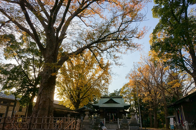 Autumnal shrine / 秋の神社