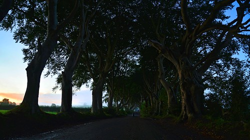 dark hedges northernireland uk darkhedges panneman nikon d610