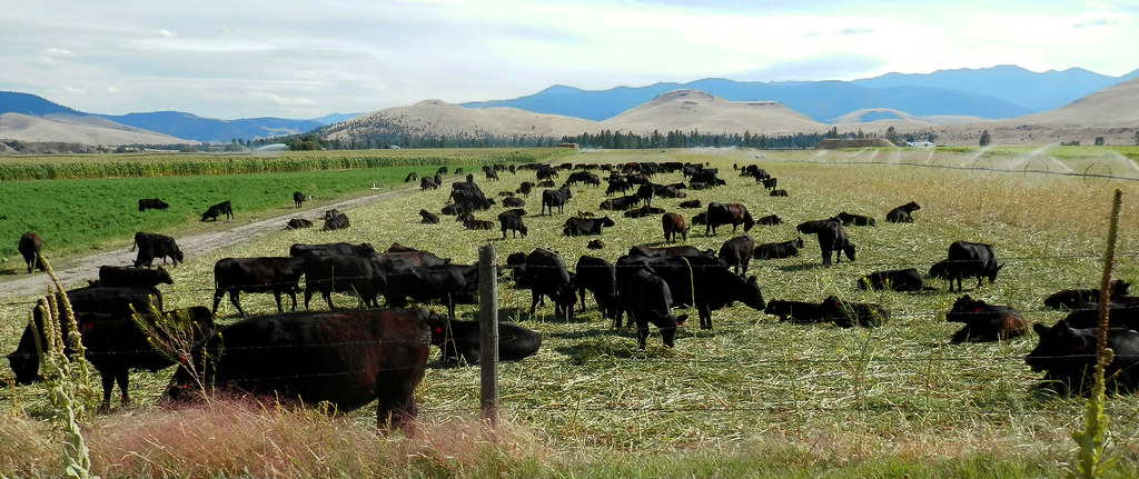 Cows Foraging Pasture16 | Cows graze a warm-season based forage crop mix o… | Flickr