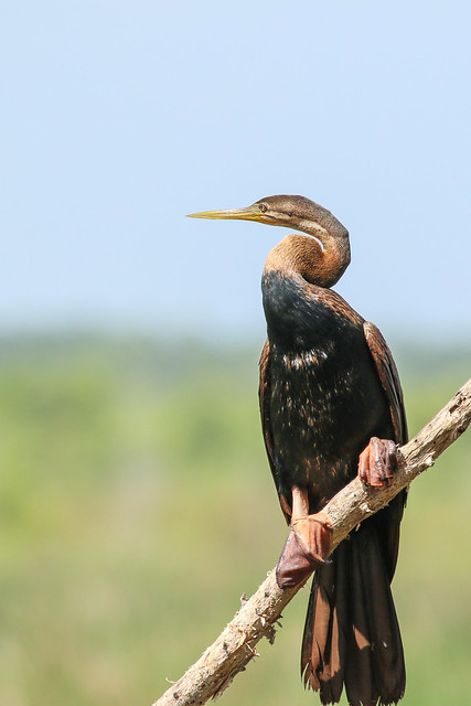 Australian Darter