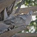 Flickr photo 'Eurasian Collared Dove. Streptopelia decaocto' by: gailhampshire.