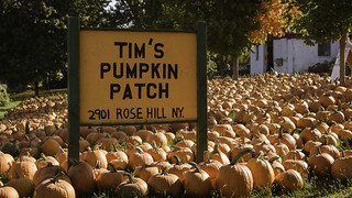 Tim's Pumpkin Patch