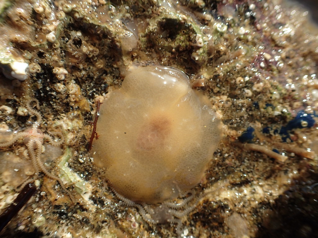 Berthella plumula - Berthelle plume ou Limace de mer à plumes jaunes - Yellow-Plumed Sea Slug - 06/11/17