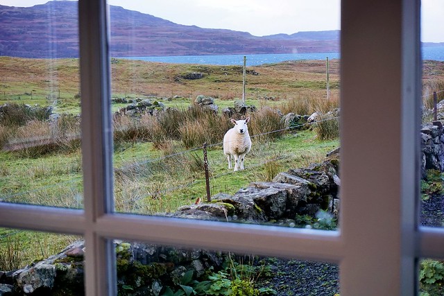 Ever get the feeling you're being watched? Kilbrennan, Isle of Mull, Scotland.