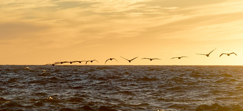 pelican mosslanding pacific pacificocean california sunset sea monterey montereybay