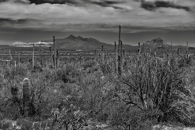 A Far Off Look To Silver Bell Peak and a Few Other Peaks of the Sonoran Desert Ranges (Black & White, Saguaro National Park)