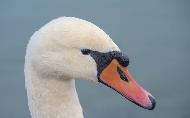 swans (37)