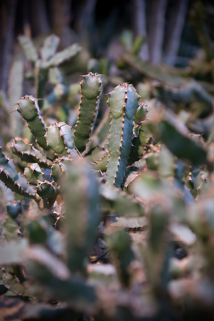 Gifboom / Euphorbia virosa