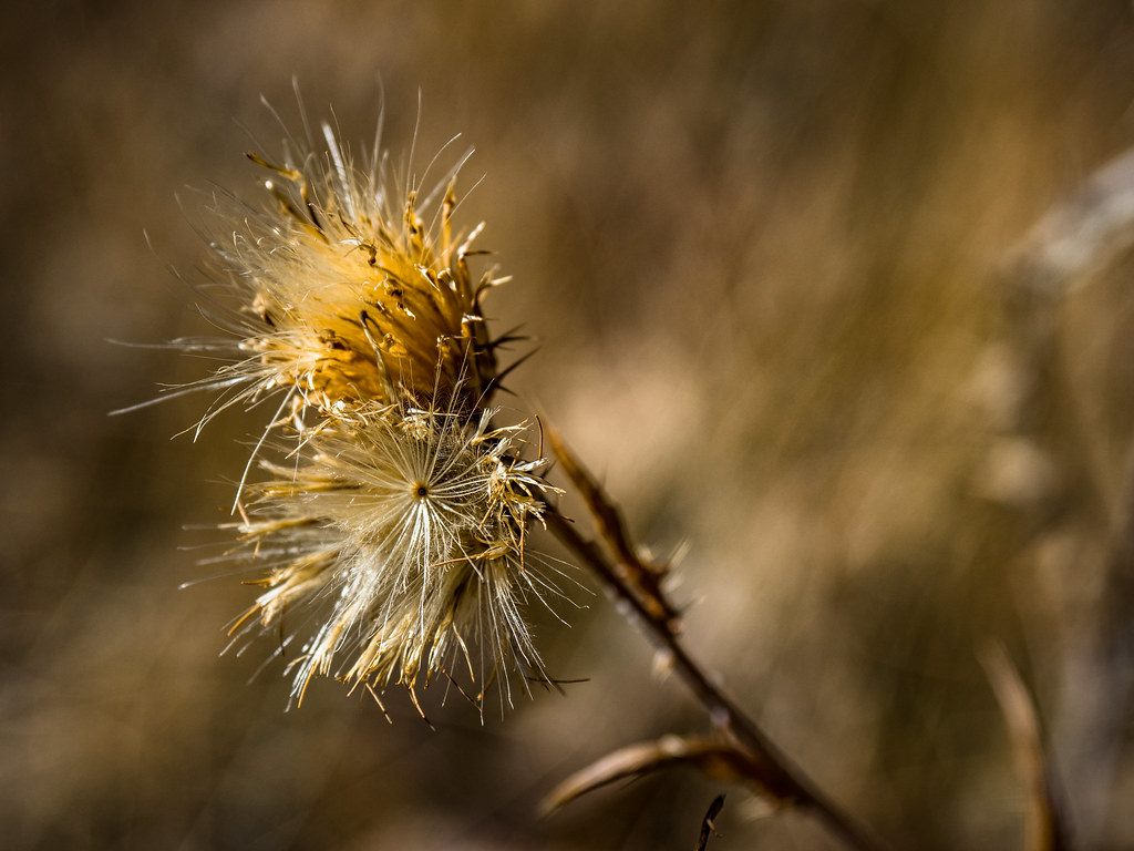 EM124933-1 | OLYMPUS DIGITAL CAMERA | Harvey Richards | Flickr