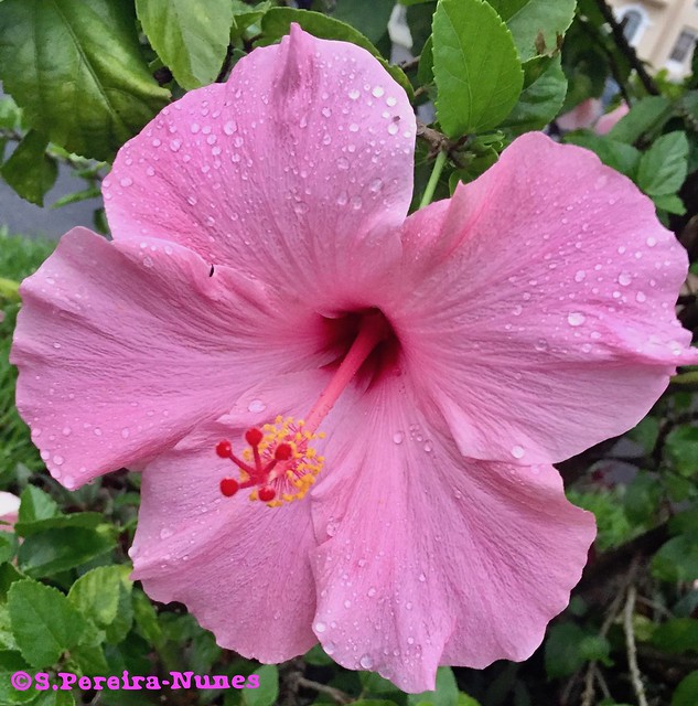 Hibiscus After the Rain, San Salvador