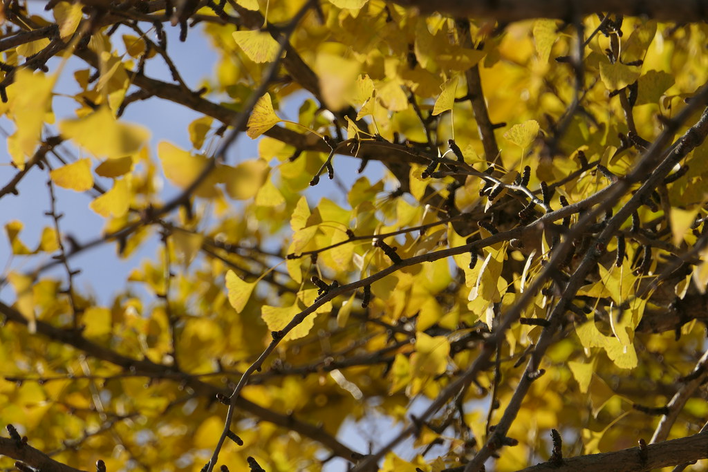 Yellow Gingko Tree | Autumn Colors November | jj-walsh | Flickr
