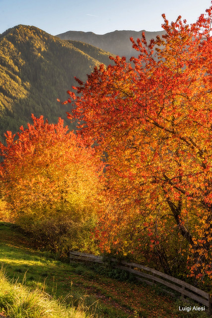 Dolomiti - Val di Funes - il colore dei ciliegi al tramonto