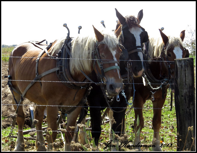 2013 0656 Amish plough resting