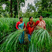 Women harvesting lemongrass