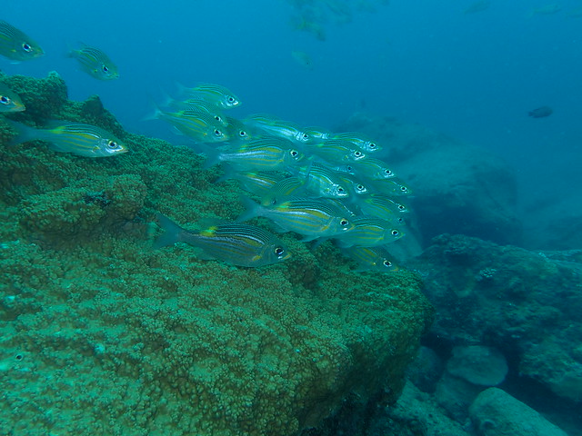 Diving Mauritius 2017