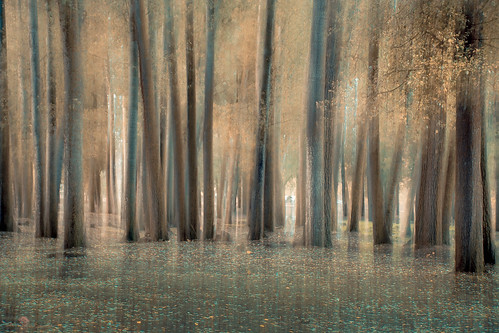 blur woods nature forest trees landscape outdoor autumn