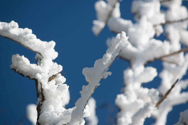 冬の蓼科山 樹氷