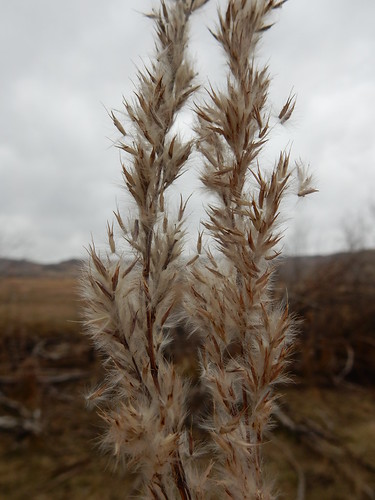 ravennagrass saccharumravennae andropogoneae poaceae warmseason bunchgrass introduced ornamental disturbedsite boise idaho