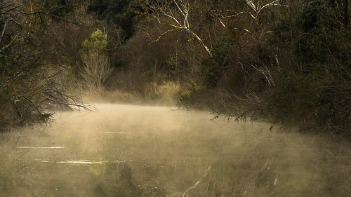 misty mist fog foggy creek stream winter texas austin texashillcountry