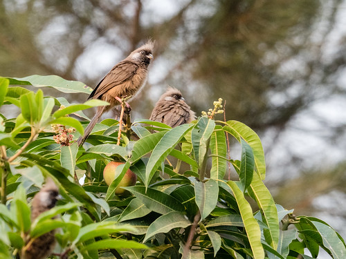 rwanda speckledmousebirdcoliusstriatus oiseaux bird lake kivu gisenyi nature westernprovince rw