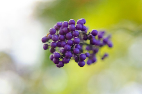 Purple cluster: beautyberries