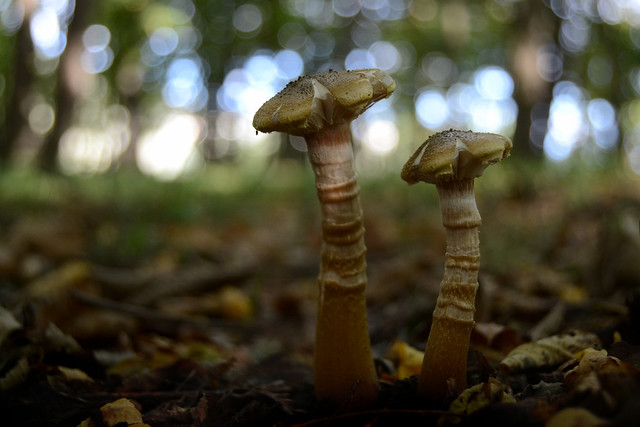 The Mystical World Of Mushrooms