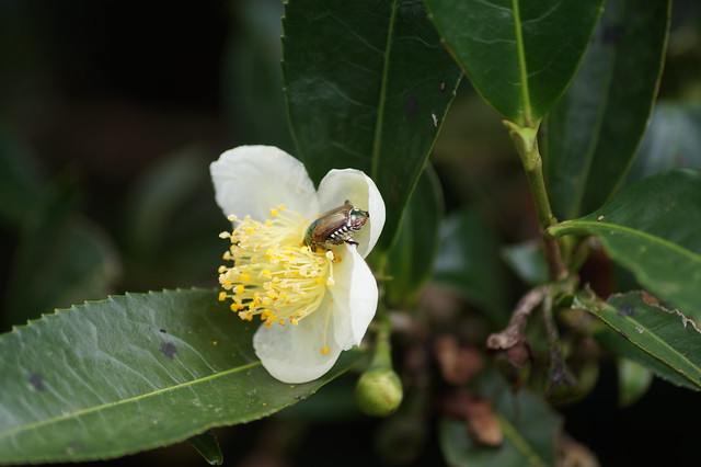 White Flower and and Small Bug