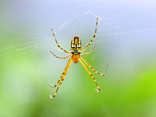 spider orbweaver geo:country=australia tetragnathidae leucauge taxonomy:binomial=leucaugegranulata granulata