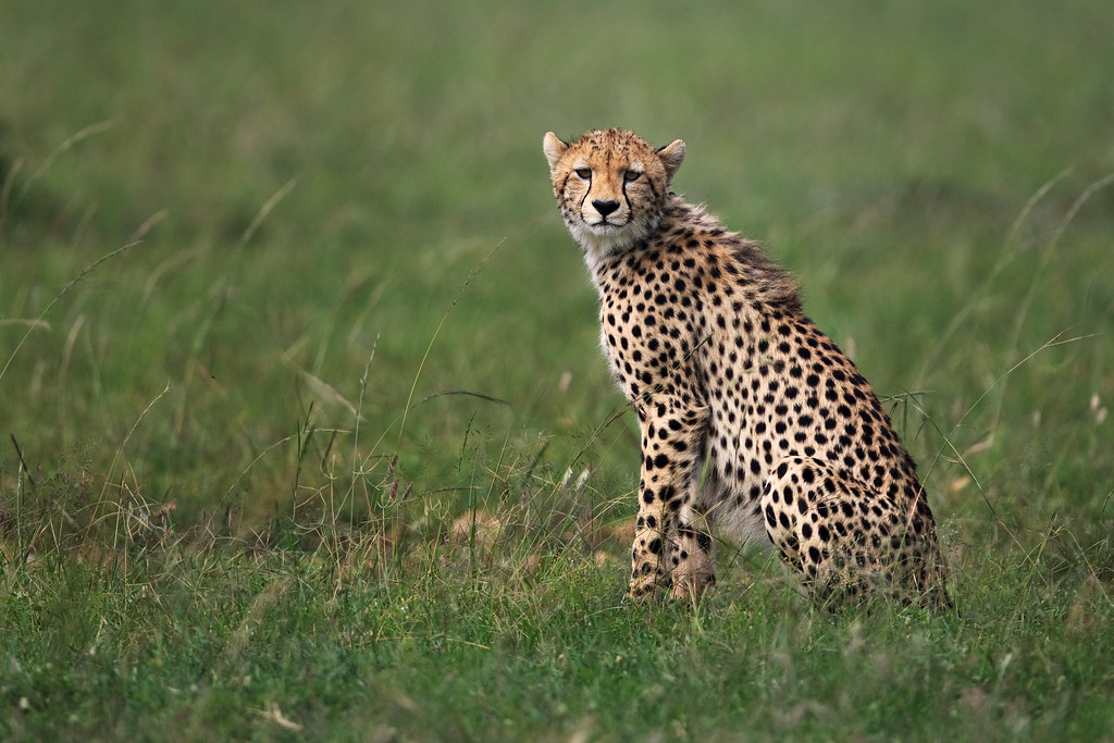 Image: Spotted by a Cheetah
