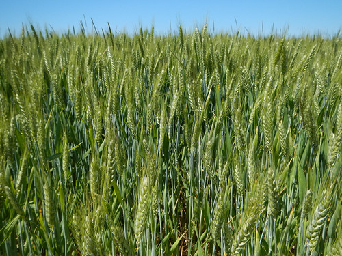 A Field of Grain in France