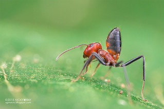Ant (Calomyrmex sp.) - DSC_5561