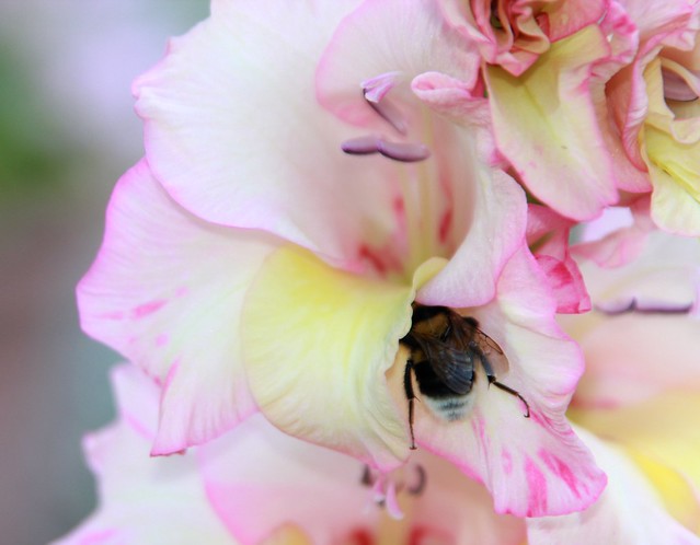 Bee on Gladioli