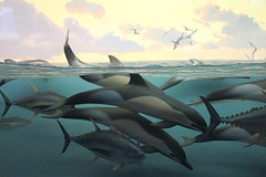 NYC - AMNH: Milstein Hall of Ocean Life - Dolphin and Tuna Diorama