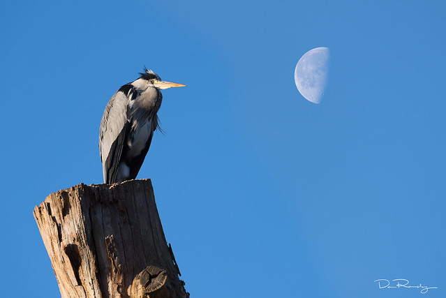 The Heron And The Moon