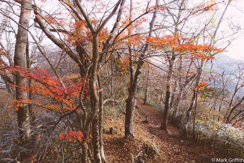 Fall Days in Hakone