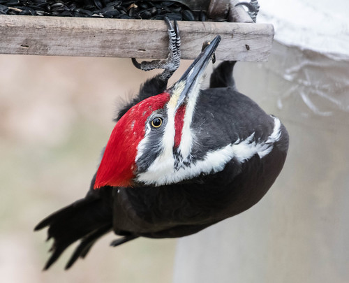 Pileated Woodpecker at my feeder