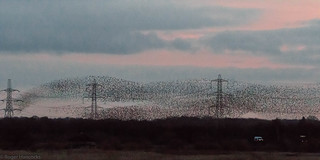 Murmuration of Starlings at Potteric Carr Doncaster