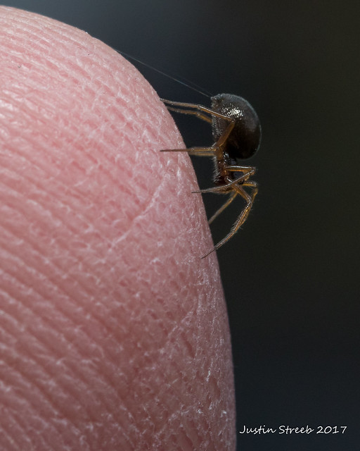Spider on Fingertip