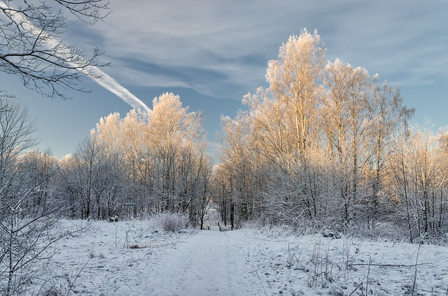 A scenery at the very frosty winter day in the suburbs of Saint Petersburg. Bogoslovka manor.