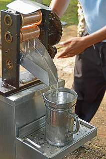 Extracting Sugar from the cane